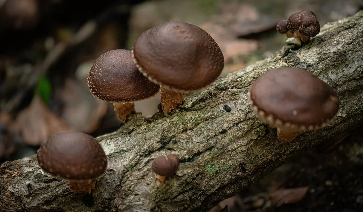 Shintake What Are Shiitake Mushrooms?: The Super Forest Mushroom - Mushroomunity